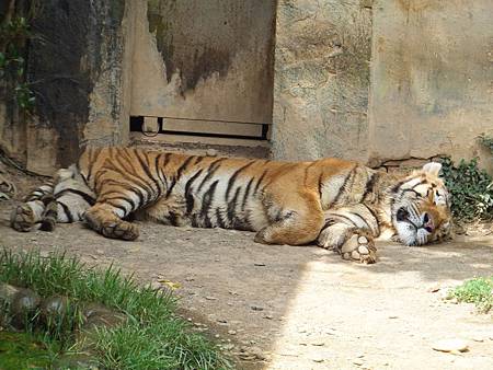 2012.10.06。12個月又27天。新竹市立動物園-65