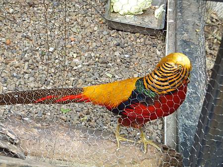 2012.10.06。12個月又27天。新竹市立動物園-42