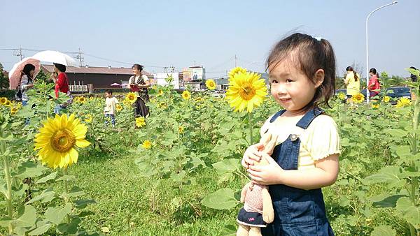 2014.10.19。(3歲1個月又10天)(1歲3個月又27天)。南庄向日葵花田拍拍趣-9