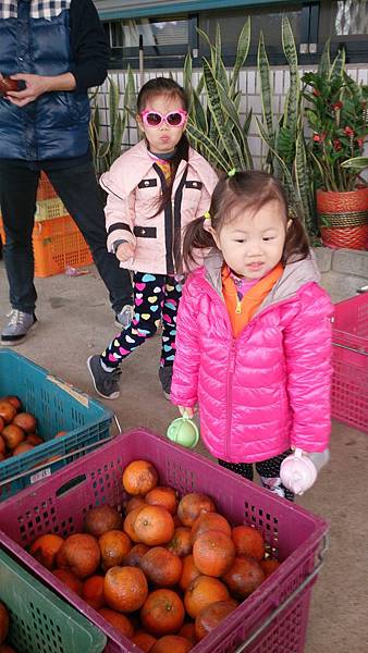 2016.03.27。(4歲6個月又18天)(2歲個月又5天)。原本想帶孩子們去採橘子的，結果果園老闆不在，我們就只買橘子了。不過在那可試吃橘子，本來就愛吃水果的娃兒可是試吃的好開心啊!-2