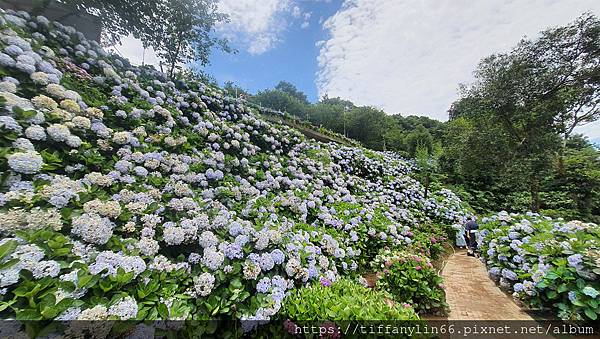 繡球花 20220613_111553.jpg