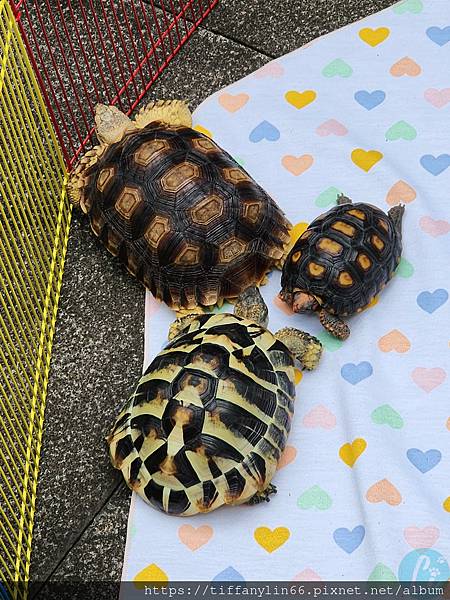 龜聚 20231007_153359.jpg