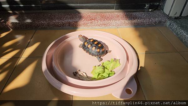 櫻桃紅腿 - 多多飼養8個多月成長記錄