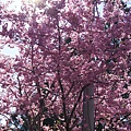 DSC00785.JPG