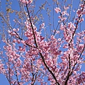 DSC00794.JPG