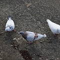DSC00610.JPG