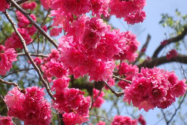 雙溪公園櫻花.JPG