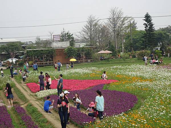 桃園彩色海芋節 19.JPG