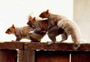 squirrel-threesome.jpg