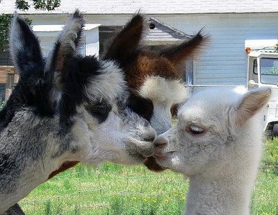 Llama threesome.jpg