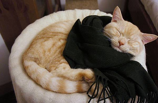非常適合墨綠圍巾的貓.jpg
