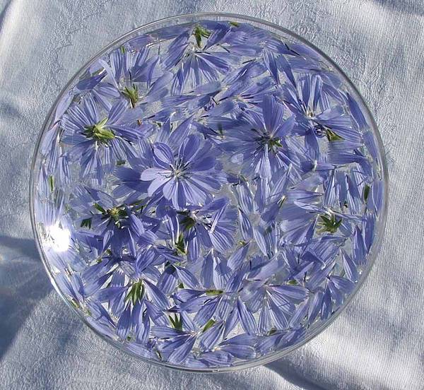 chicory-flower-remedy