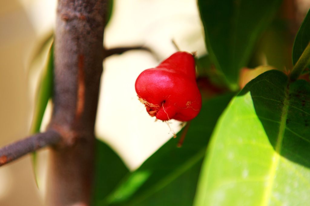 IMG_0528A.jpg IMG_0528A.jpg