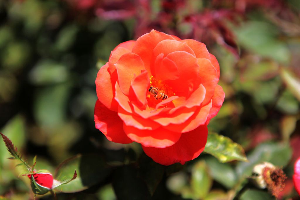 IMG_8953.JPG IMG_8953.JPG