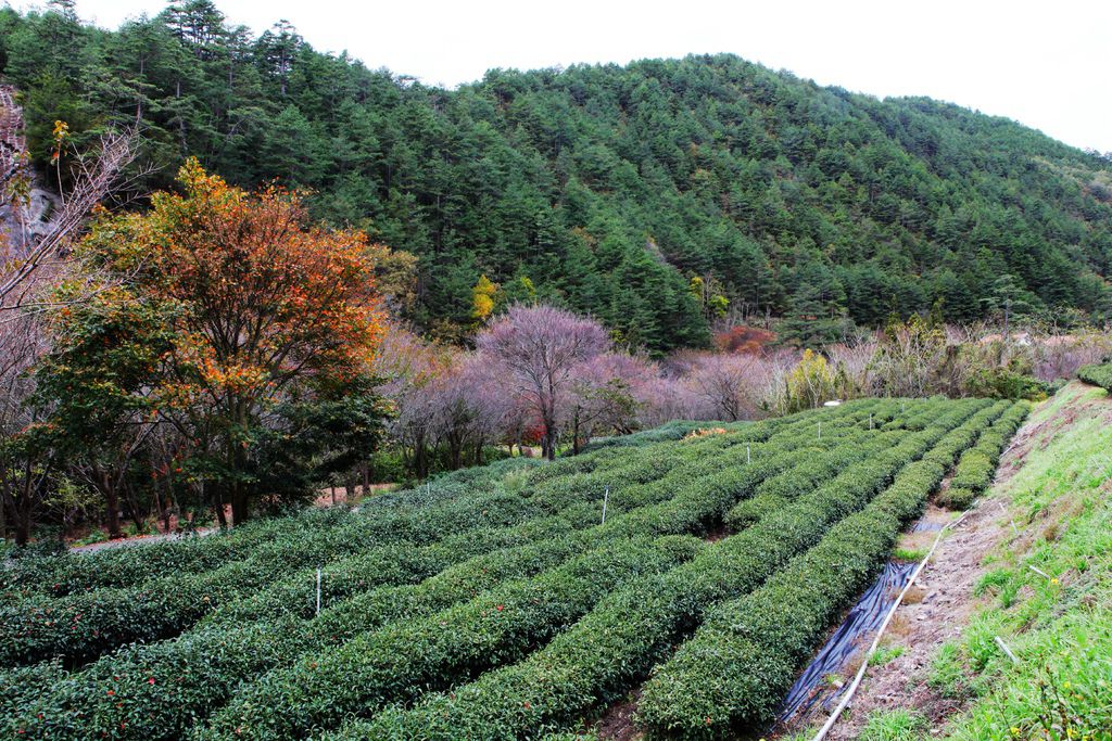 IMG_3087_副本.jpg IMG_3087_副本.jpg