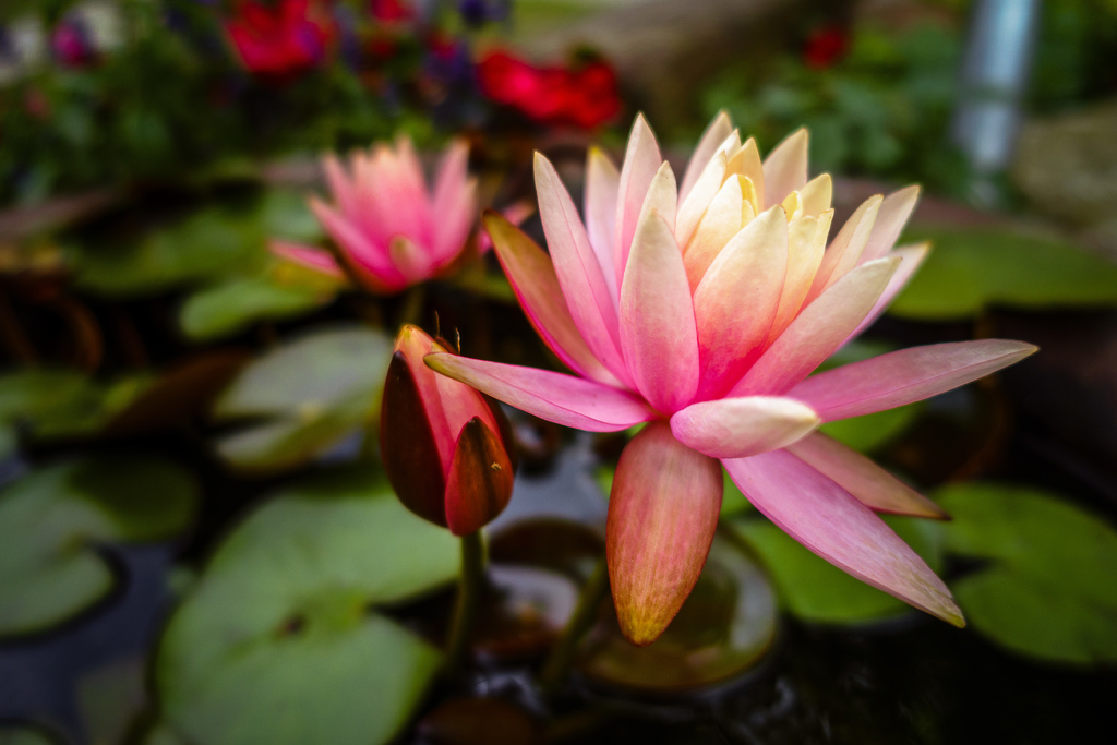 pic00695.JPG pic00695.JPG