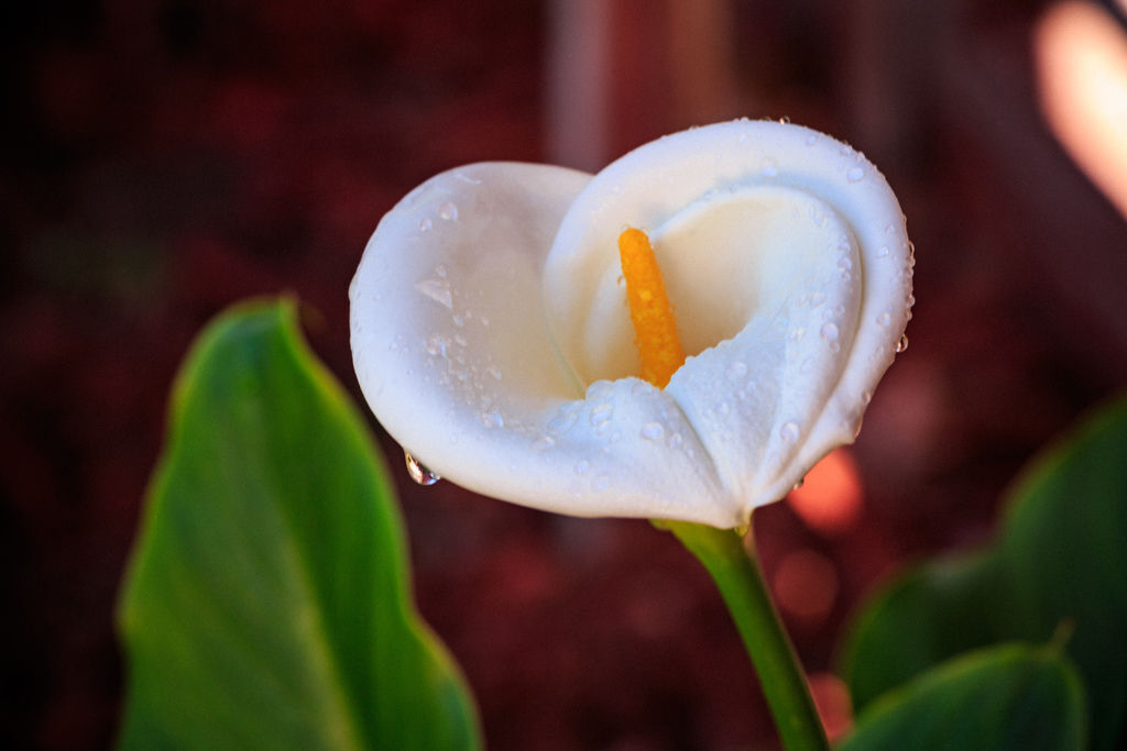 201802010296.jpg 201802010296.jpg