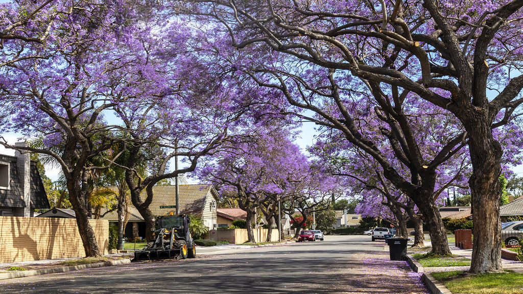 洛杉磯社區藍花楹_6533~1.jpg 洛杉磯社區藍花楹_6533~1.jpg