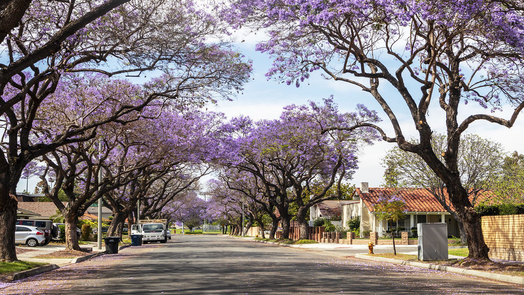 洛杉磯社區藍花楹_6551~1.jpg 洛杉磯社區藍花楹_6551~1.jpg