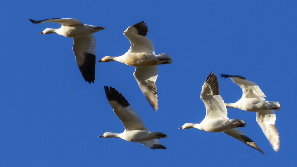 Canon EOS 7D Mark II11695-2.jpg Canon EOS 7D Mark II11695-2.jpg