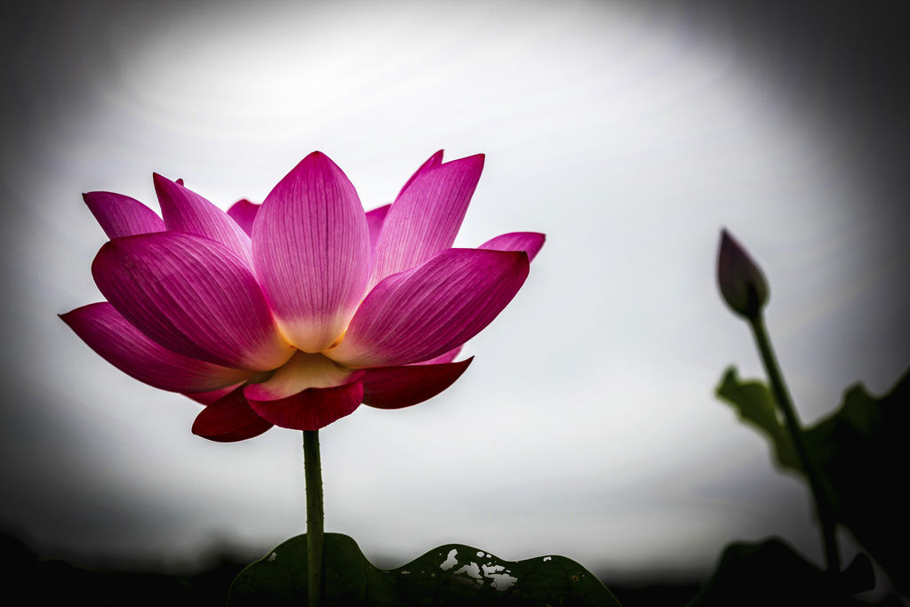 Canon EOS 5D Mark II949-1