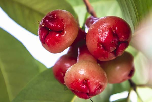 後院蓮霧_3226 後院蓮霧_3226