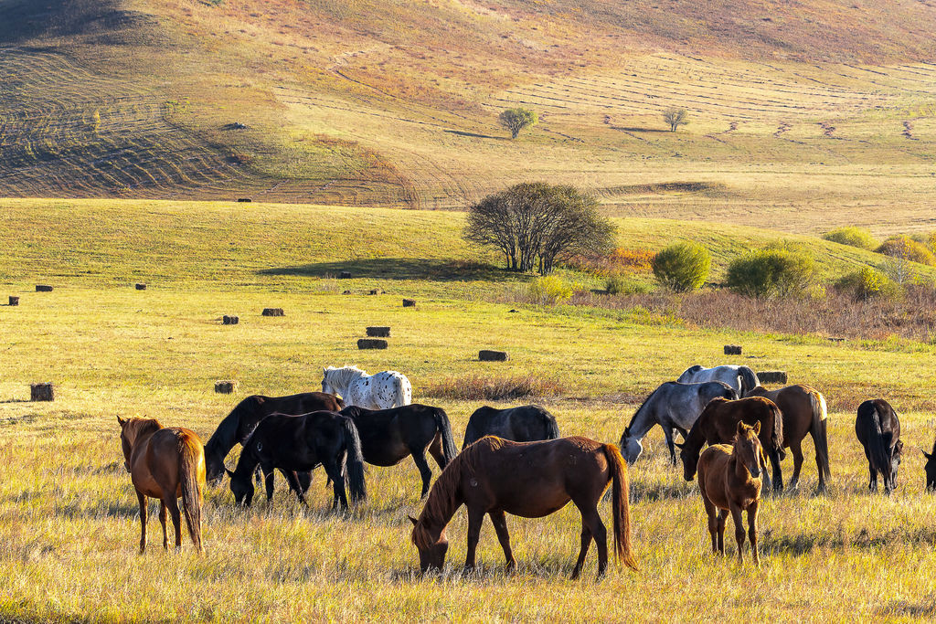 內蒙古4_7141_1_1 內蒙古4_7141_1_1