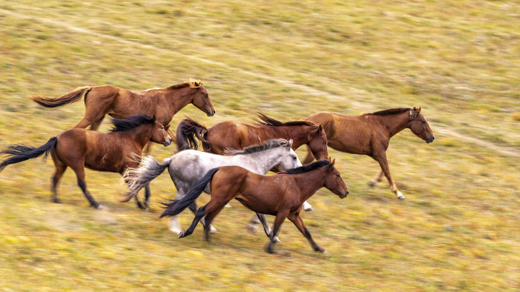 內蒙古_0702 - 複製