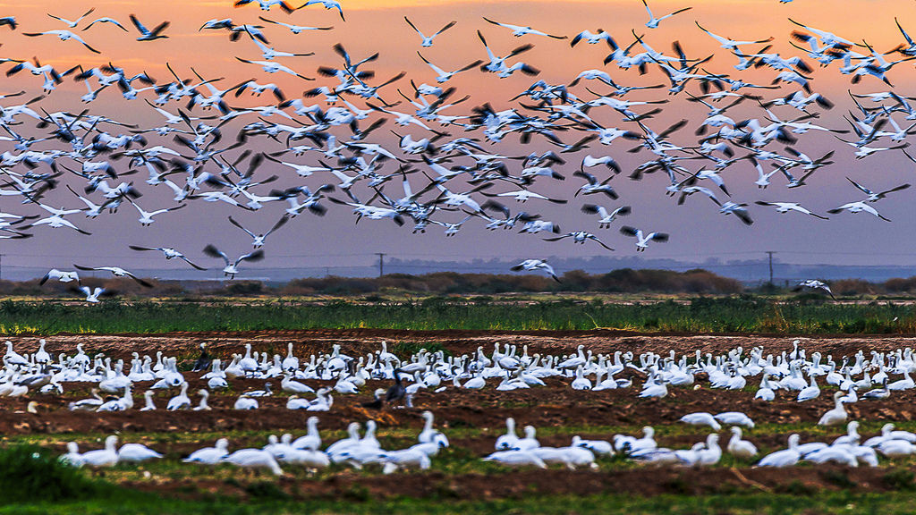 Migratory bird's annual dance.jpg