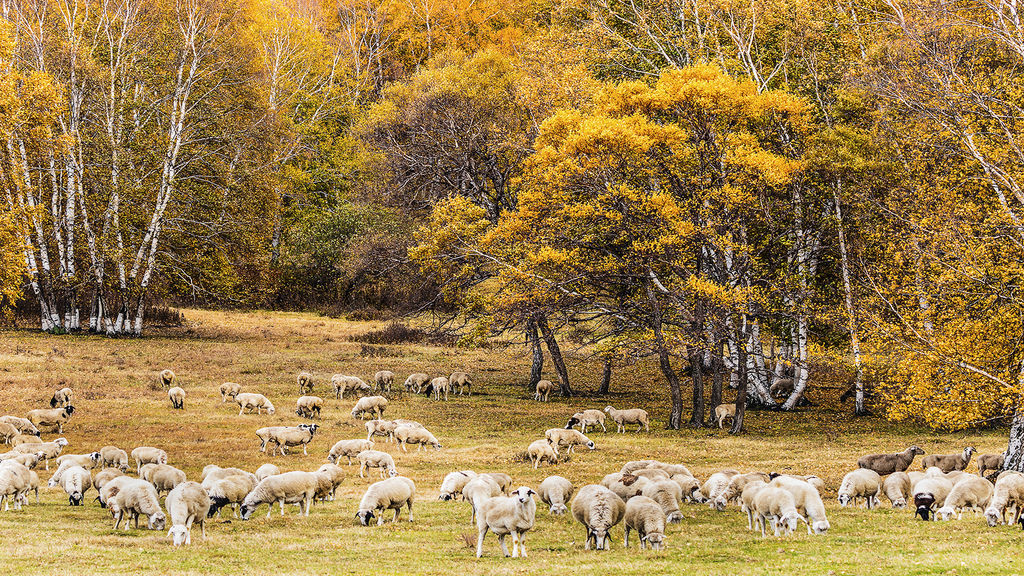 Flock in autumn.jpg