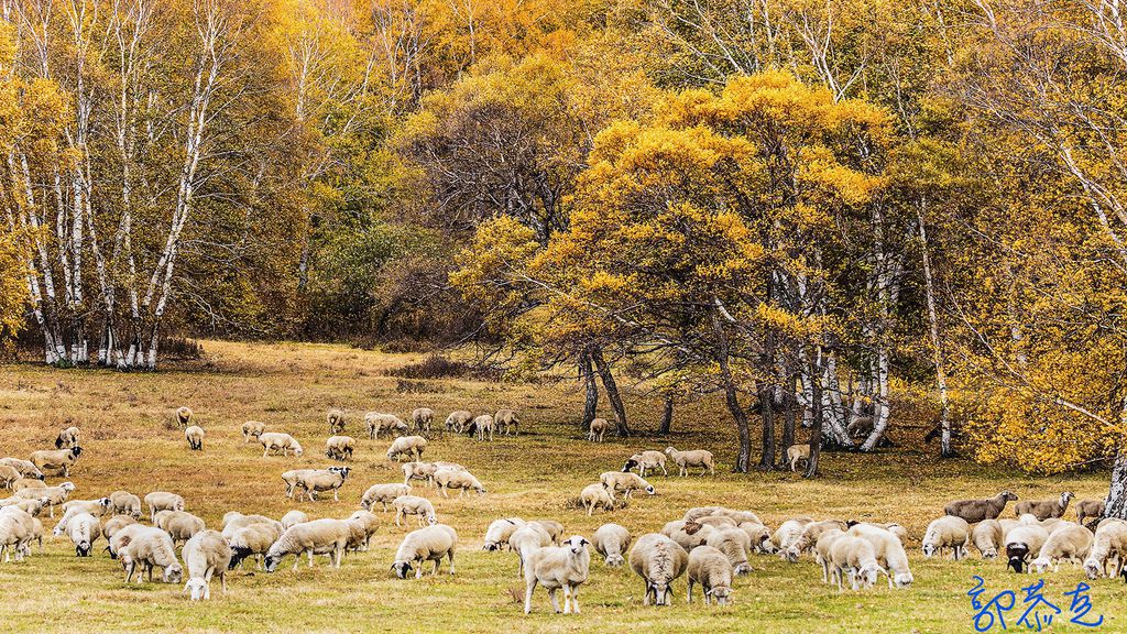 Flock in autumn_LI.jpg Flock in autumn_LI.jpg