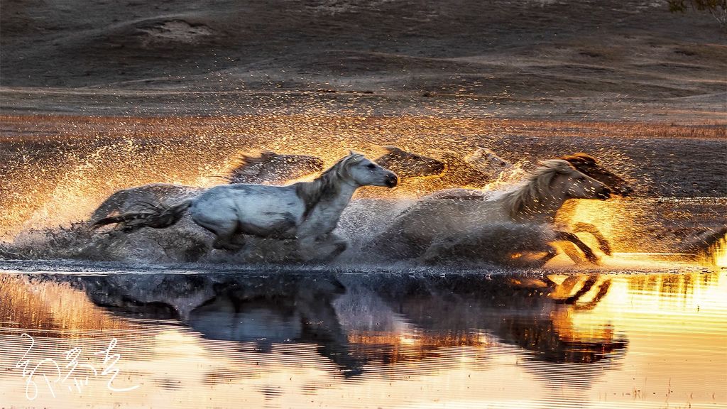 Horse bravely crossed the river(1)_LI.jpg