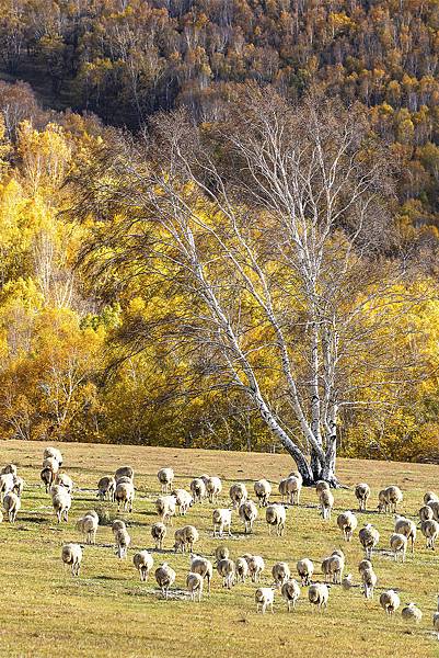 Flock of sheep in autumn atmosphere - 複製 - 複製.jpg