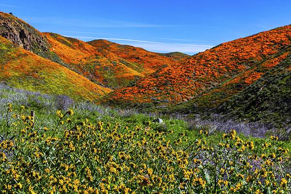 20190316Walker Canyon Wildflowers_9483-1.jpg