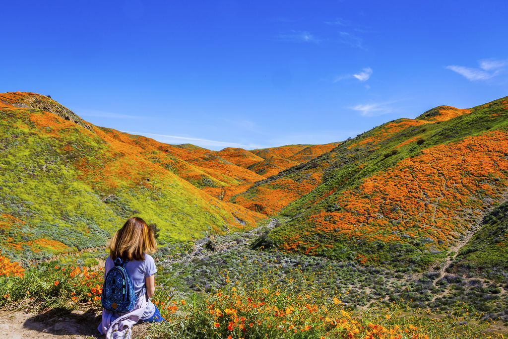 20190316Walker Canyon Wildflowers_9497-1.jpg