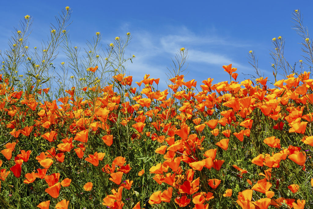 20190316Walker Canyon Wildflowers_9501-1.jpg