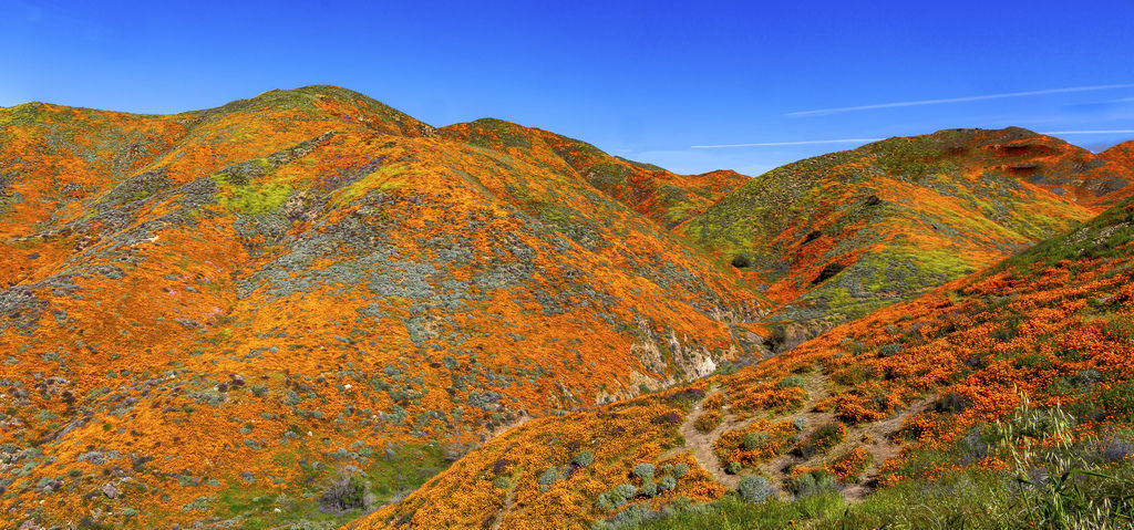 20190316Walker Canyon Wildflowers_9504-全景-1.jpg