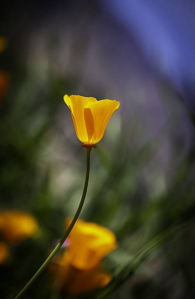 20190316Walker Canyon Wildflowers_9522.jpg