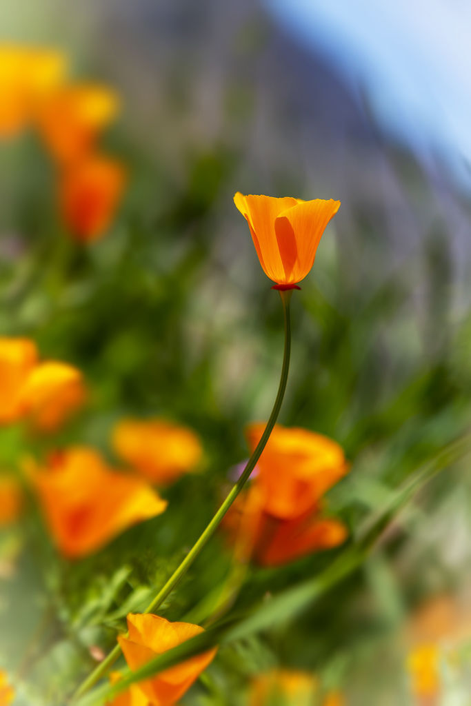 20190316Walker Canyon Wildflowers_9524-1.jpg