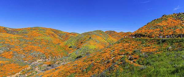 20190316Walker Canyon Wildflowers_9529-全景-1.jpg