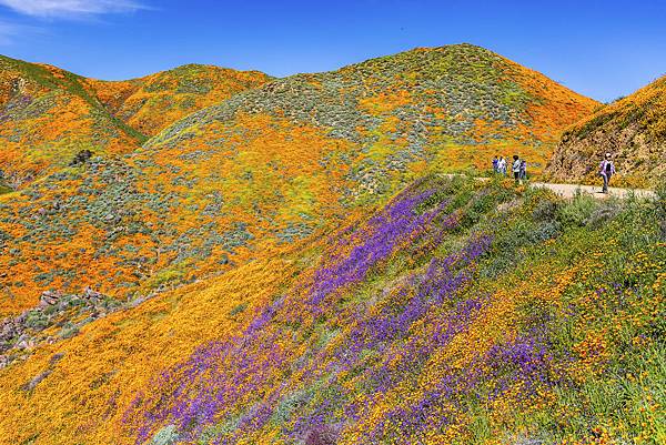 20190316Walker Canyon Wildflowers_9594-1.jpg