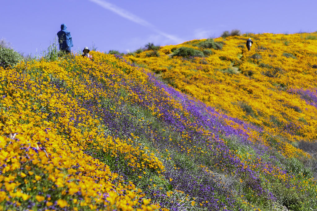 20190316Walker Canyon Wildflowers_9607.jpg