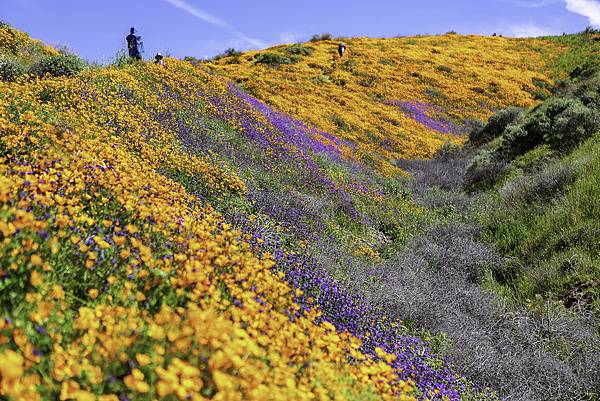 20190316Walker Canyon Wildflowers_9607-HDR-1_1.jpg