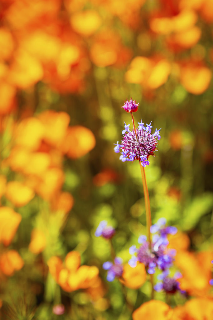 20190316Walker Canyon Wildflowers_9626-1.jpg