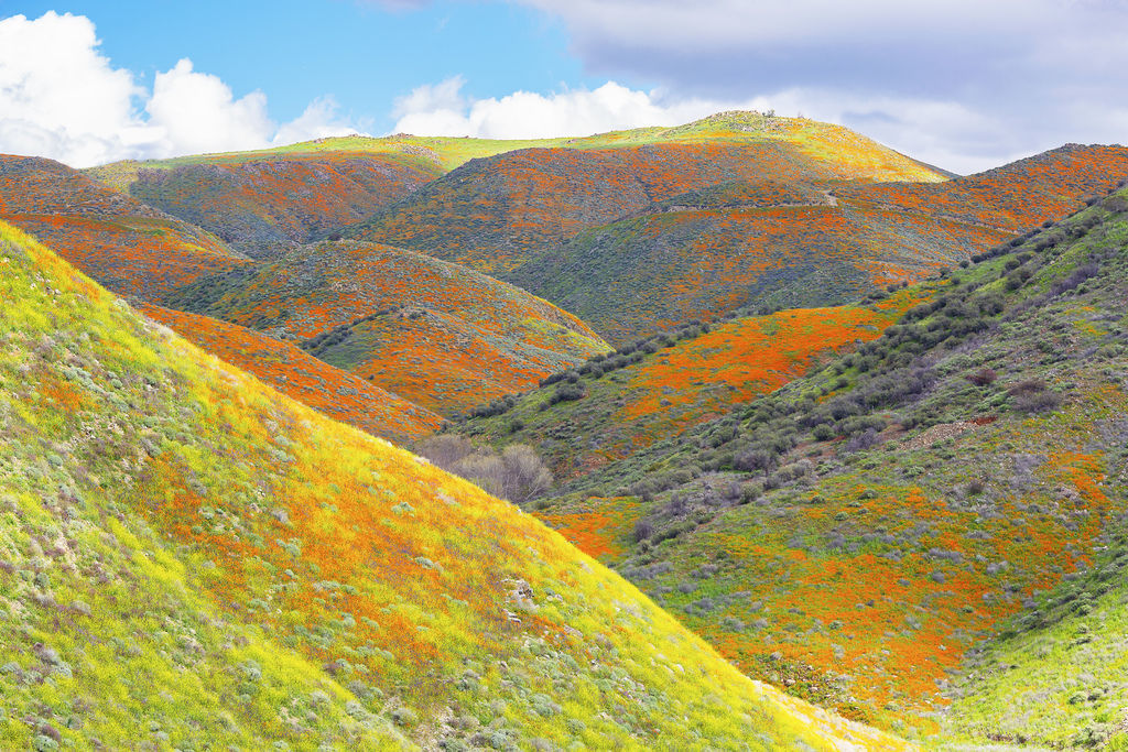 20190309Walker Canyon_8289-1.jpg