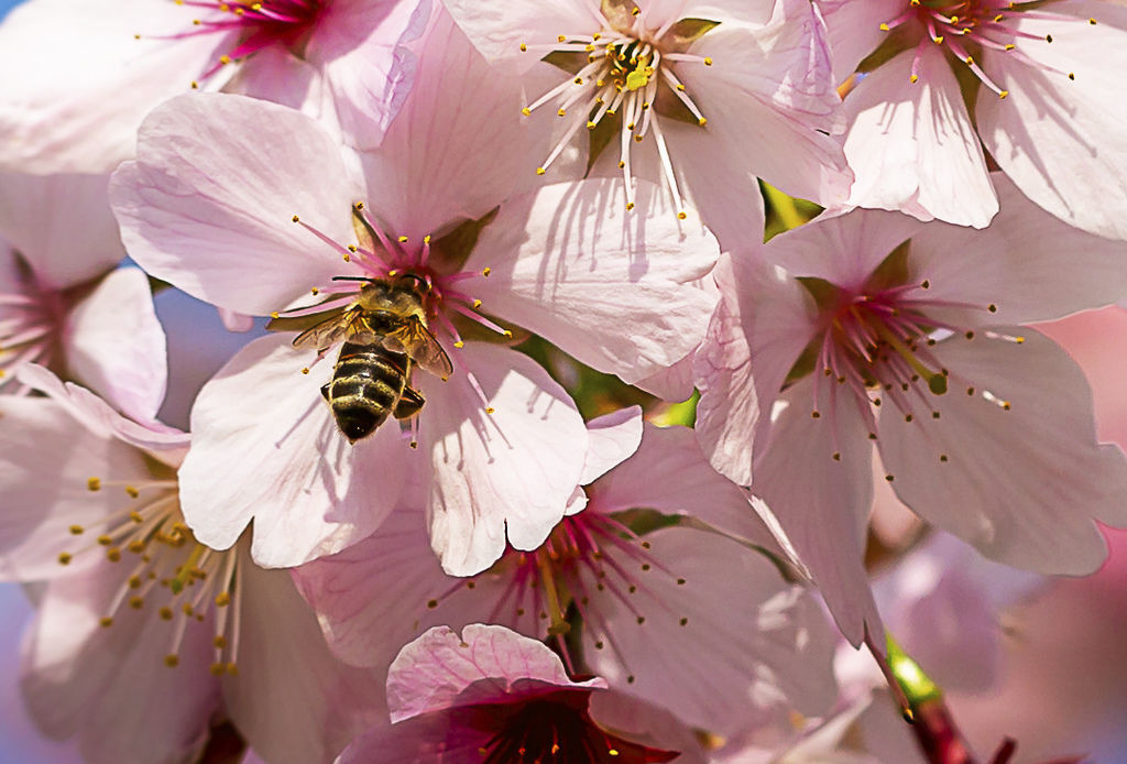 20190323Acendaheight Park_9898-2.jpg 20190323Acendaheight Park_9898-2.jpg