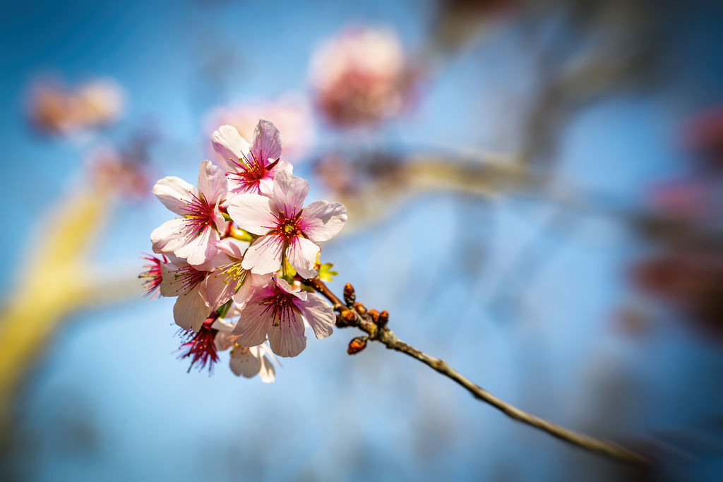 20190323Acendaheight Park_9920-1.jpg