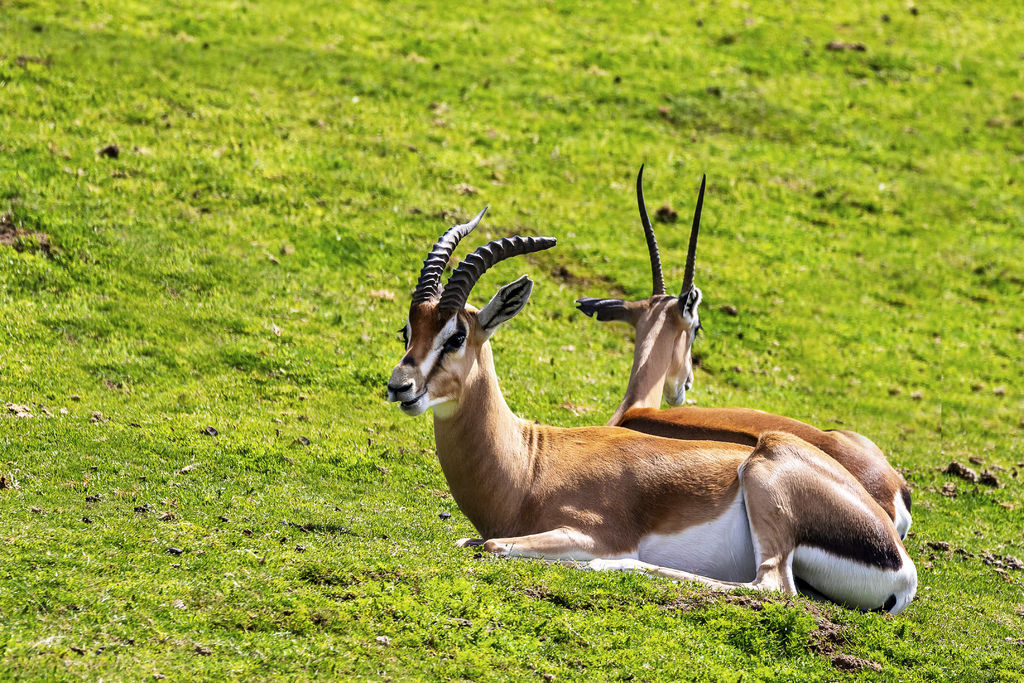 20190324San Diego Zoo_0151-1.jpg