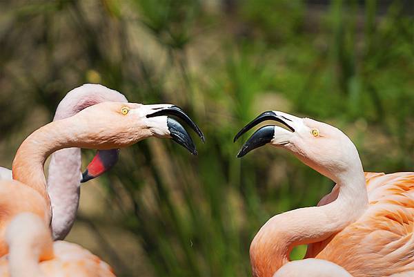 201903241San Diego Zoo_0440-1.jpg