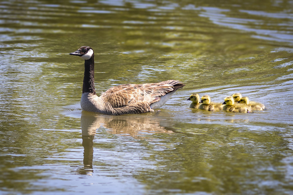 20190427Irvine水廠水鳥_3460-1.jpg